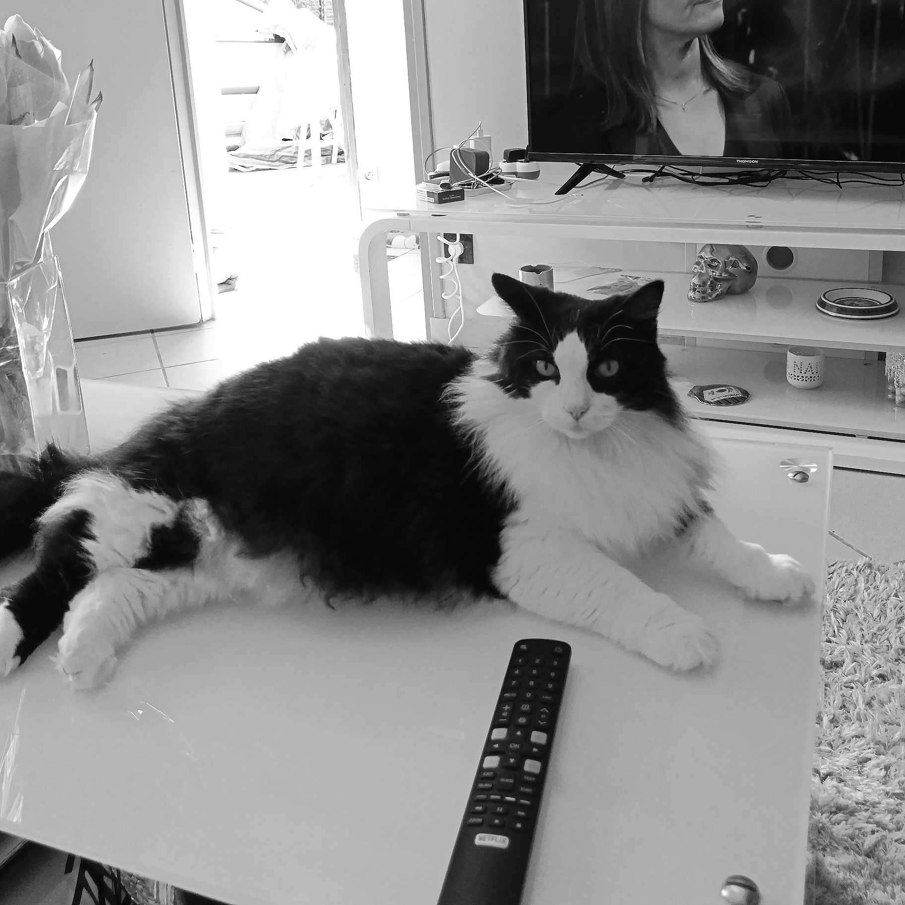 Chachaminet a rejoint le concours — aidez-le/la à gagner de superbes lots ! black_and_white, carpet, cat, decoration, domestic, electronics, flowers, fur, furniture, home, indoor, living_room, pet, relaxing, remote_control, table, television, vase, white, woman