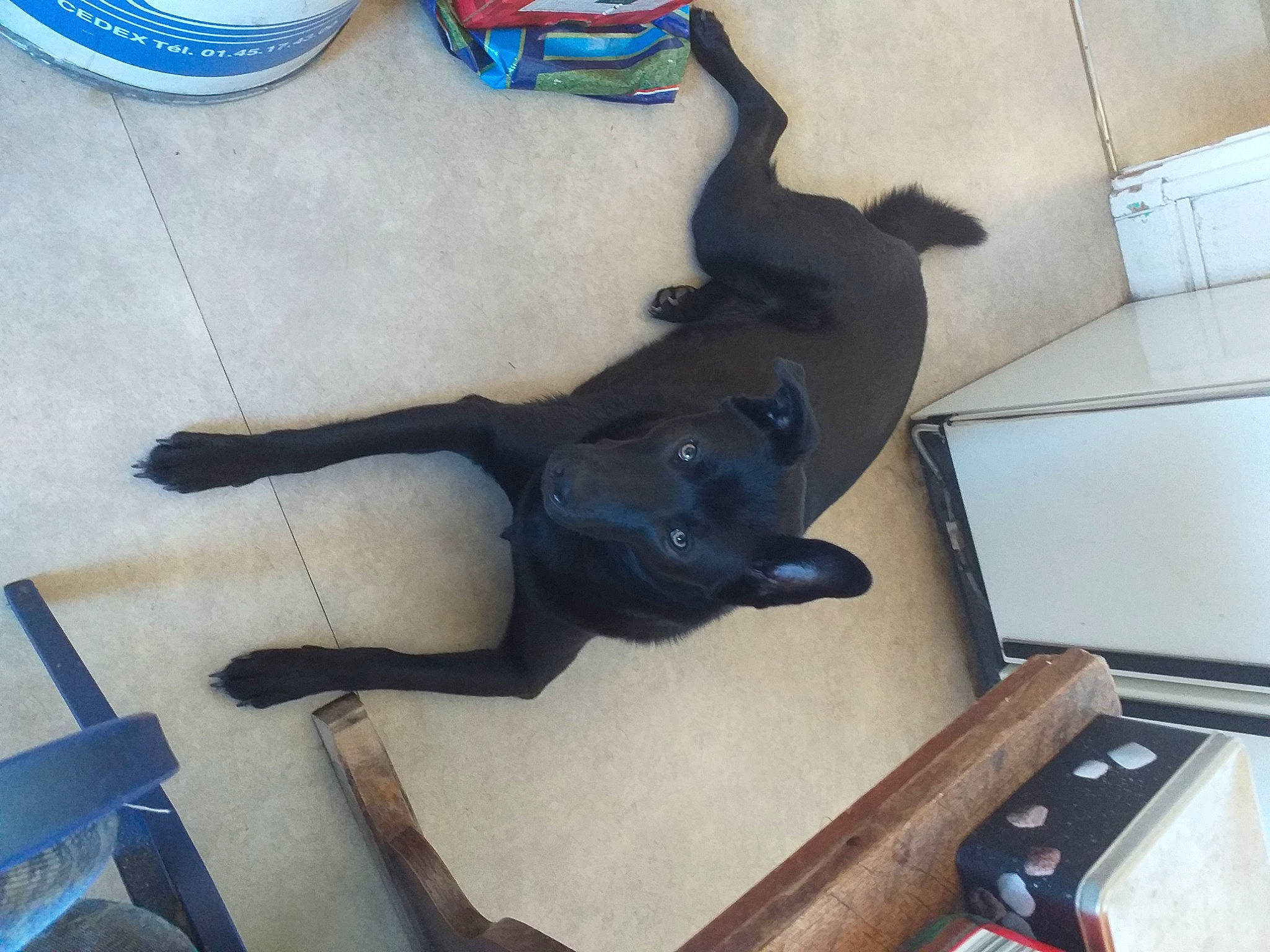 Snoopy a rejoint le concours — aidez-le/la à gagner de superbes lots ! blue, borador, canidae, carnivore, comfort, companion_dog, dog, dog_breed, dog_supply, fawn, floor, flooring, guard_dog, hardwood, pet_supply, snout, sporting_group, tail, terrestrial_animal, working_animal