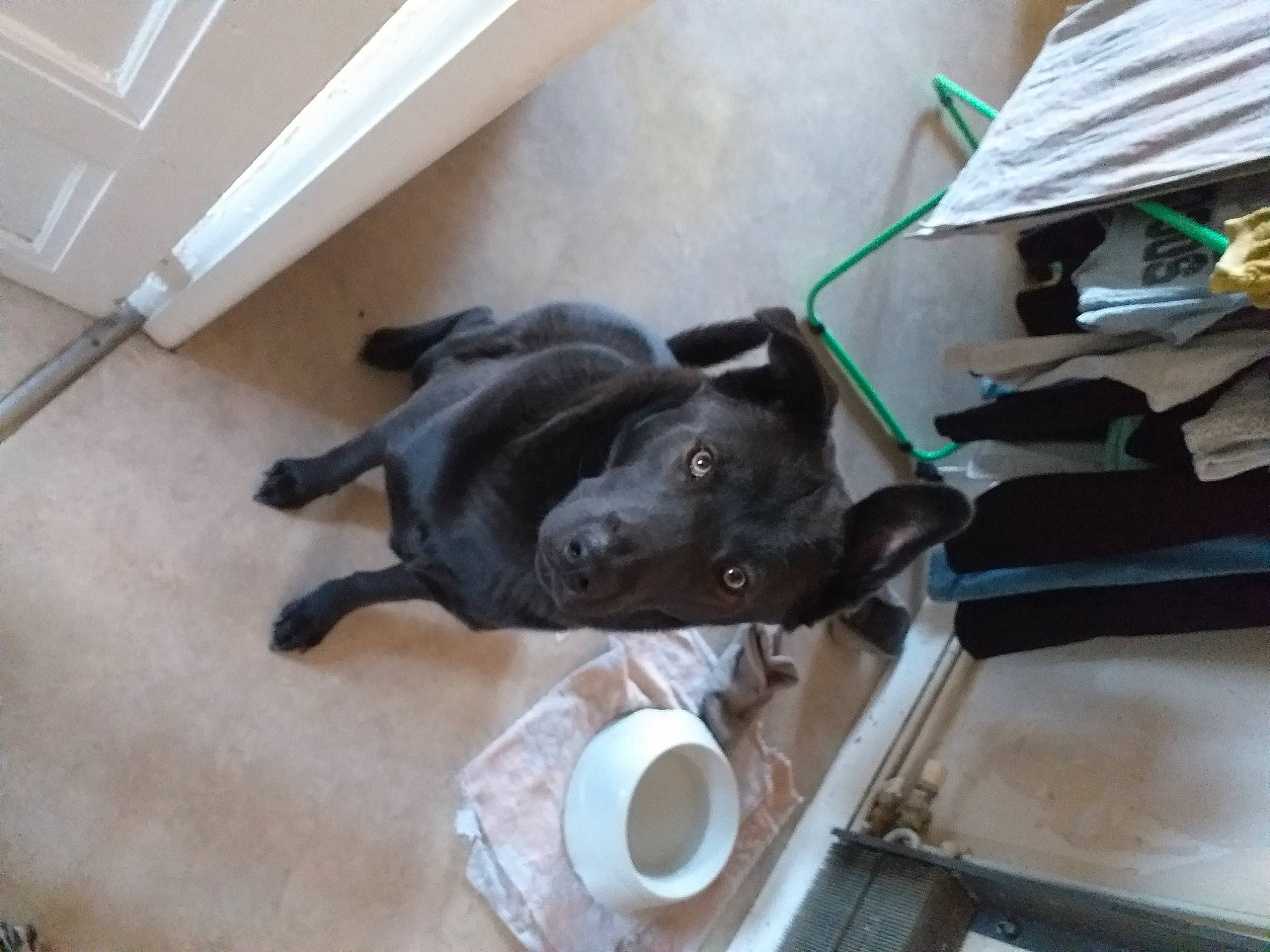 Snoopy a rejoint le concours — aidez-le/la à gagner de superbes lots ! canidae, carnivore, collar, companion_dog, dog, dog_breed, felidae, flooring, fur, hardwood, non_sporting_group, small_to_medium_sized_cats, sporting_group, tail, wood, working_animal