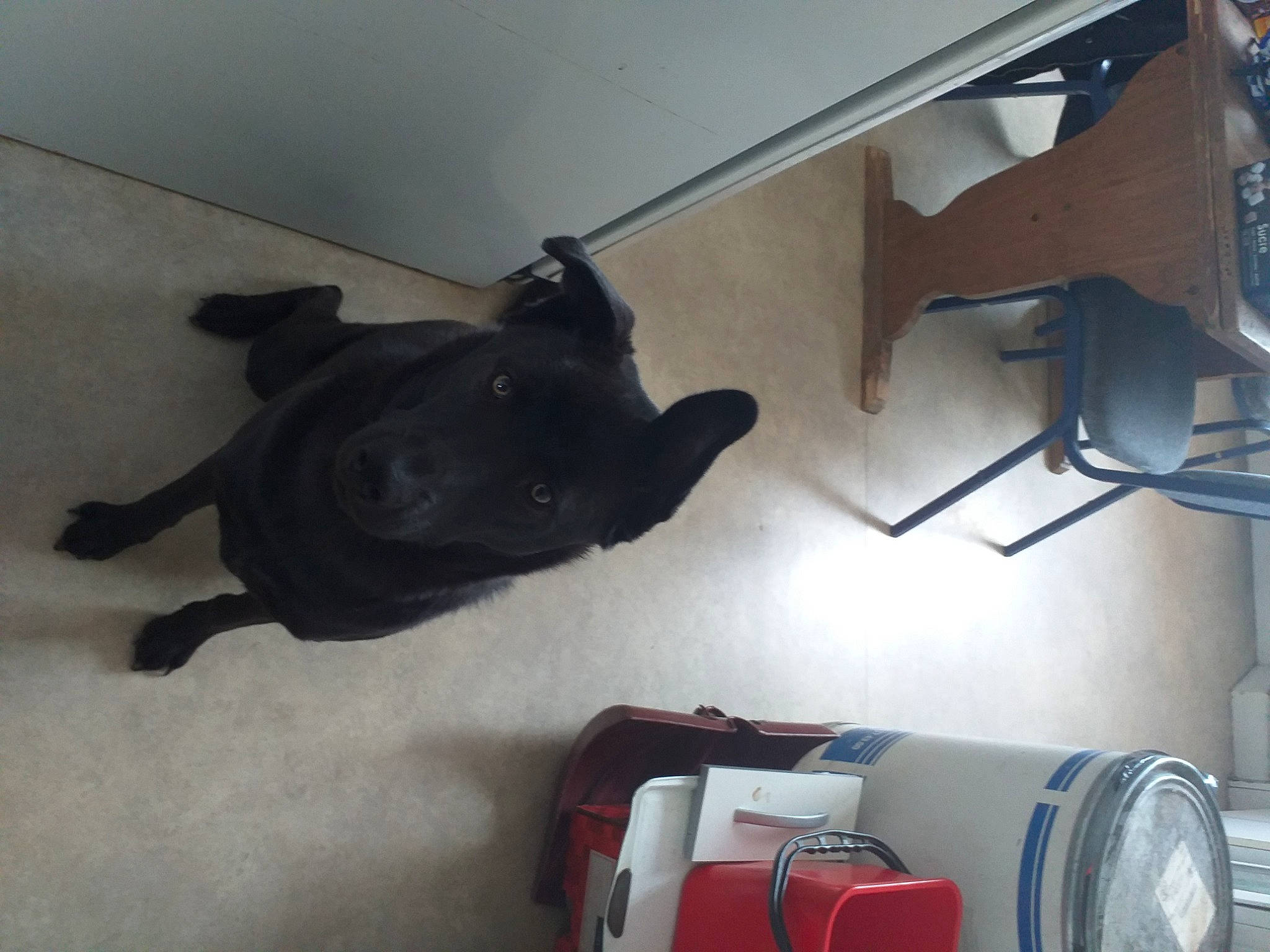 Snoopy participe au concours pour gagner de l'argent avec cette photo : automotive_exterior, canidae, carnivore, chair, comfort, companion_dog, dog, dog_breed, fawn, floor, flooring, guard_dog, hardwood, personal_protective_equipment, room, snout, sporting_group, tail, wood, working_animal