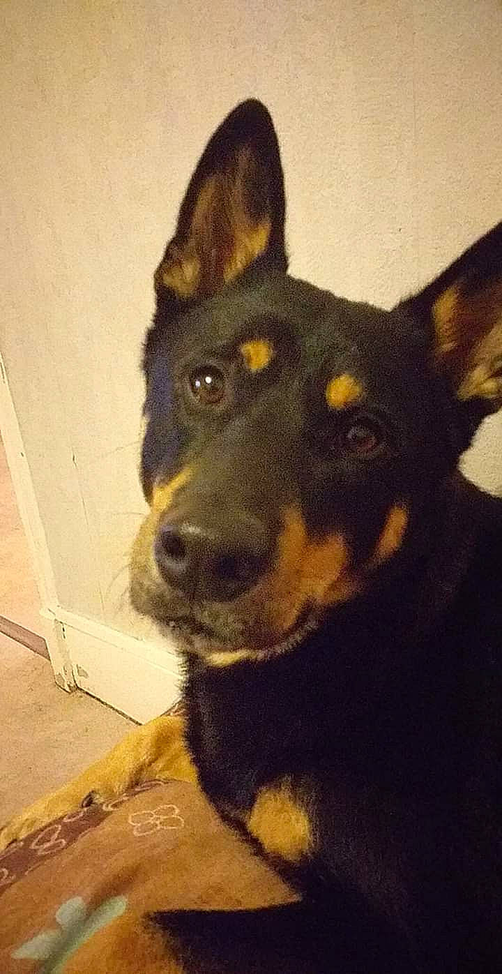 Boomer a rejoint le concours — aidez-le/la à gagner de superbes lots ! canidae, carnivore, collar, companion_dog, dog, dog_breed, dog_collar, ear, fawn, fur, guard_dog, herding_dog, pet_supply, snout, sporting_group, whiskers, working_animal, working_dog