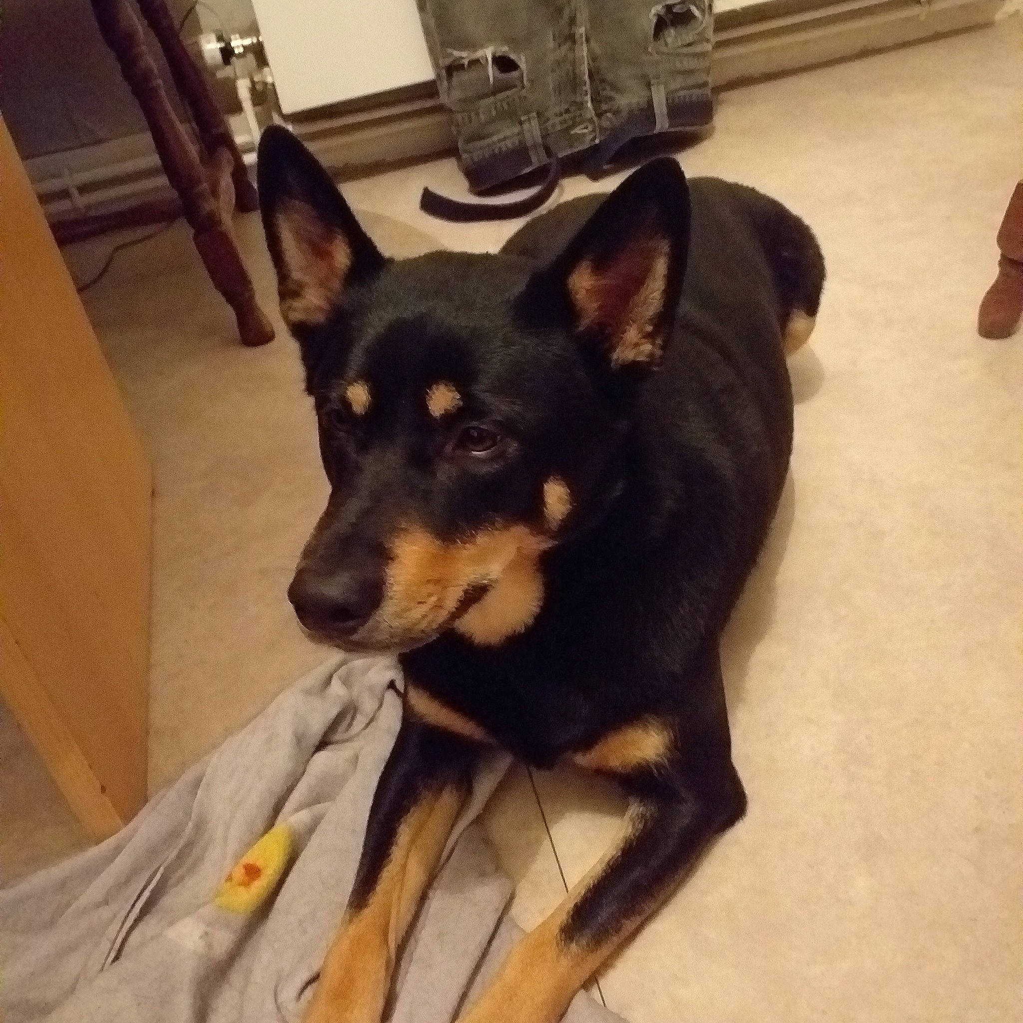 Boomer a rejoint le concours — aidez-le/la à gagner de superbes lots ! canidae, carnivore, companion_dog, dog, dog_breed, dog_supply, fawn, flooring, fur, guard_dog, hardwood, paw, pinscher, snout, sporting_group, terrestrial_animal, toy_dog, wood, working_animal, working_dog