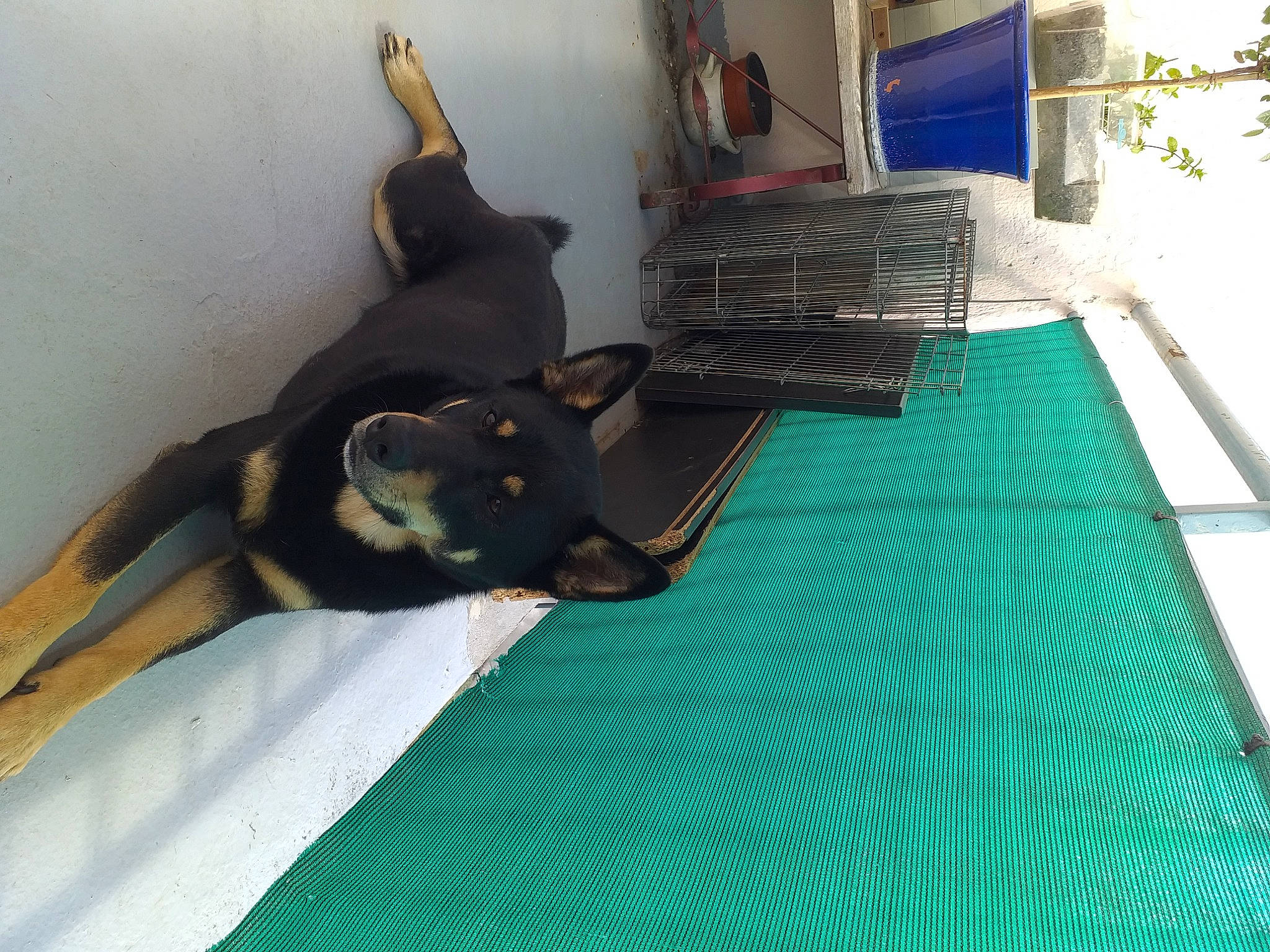 Boomer a rejoint le concours — aidez-le/la à gagner de superbes lots ! bed, carnivore, cat, comfort, companion_dog, dog_breed, fawn, felidae, floor, flooring, grass, green, hardwood, linens, plant, room, small_to_medium_sized_cats, tail, whiskers, wood