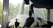 Harley joined the competition — help win amazing prizes! cat, black_and_white, feline, pet, animal, upside_down, lying_down, cat_tree, window, indoors, sunlight, green_eyes, whiskers, fur, face, portrait, relaxed, playful, acrobat, home