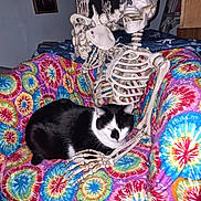 Harley is registered to the contest to win money with this photo: cat, black_and_white_cat, skeleton, skull, animal, pet, indoors, couch, blanket, colorful, tie_dye, furniture, sitting, lying_down, portrait, home, decoration, bones, humorous, photography