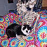 cat, black_and_white_cat, skeleton, skull, animal, pet, indoors, couch, blanket, colorful, tie_dye, furniture, sitting, lying_down, portrait, home, decoration, bones, humorous, photography