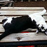 cat, black_and_white, pet, animal, feline, lying_down, upside_down, outdoor, wooden_bench, wood, deck, garden, relaxed, green_eyes, whiskers, tail, fur, playful, portrait, acrobatic