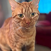 Ollie joined the competition — help win amazing prizes! animal, cat, close_up, curious, domestic_cat, face, feline, focus, fur, green_eyes, indoor, indoor_lighting, mammal, orange_cat, pet, portrait, sitting, soft_background, tabby_cat, whiskers