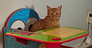 Ollie joined the competition — help win amazing prizes! bert, big_bird, cat, children_desk, colorful, curious, elmo, floor, furniture, gaming_controller, huggies_wipes, indoor, orange_tabby, pet, plug_socket, remote_control, sesame_street, table, toy, wall