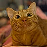 animal_face, blanket, cat, close_up, comfort, curious, cute, domestic_animal, ears, eyes, feline, fur, indoor, nose, orange_tabby, pet, portrait, resting, soft_texture, whiskers