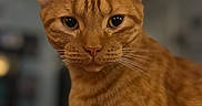 Ollie is registered to the contest to win money with this photo: animal, background_blur, cat, close_up, curious, cute, domestic, ears, eyes, feline, fur, indoor, looking, mammal, nose, orange_tabby, pet, portrait, soft_focus, whiskers