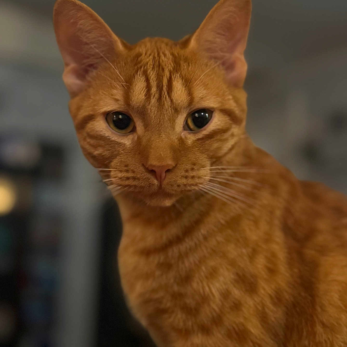 Ollie is registered to the contest to win money with this photo: animal, background_blur, cat, close_up, curious, cute, domestic, ears, eyes, feline, fur, indoor, looking, mammal, nose, orange_tabby, pet, portrait, soft_focus, whiskers
