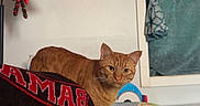 Fatty is registered to the contest to win money with this photo: animal, blanket, carpet, cat, child_toy, colorful, cow_art, cozy, curtain, domestic, furniture, home, indoor, lamp, orange_tabby, painting, pet, relaxed, toy_shelf, window