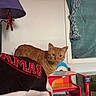 Fatty is registered to the contest to win money with this photo: cat, orange_tabby, blanket, lamp, painting, cow_art, curtain, window, carpet, toy_shelf, child_toy, indoor, home, furniture, cozy, pet, animal, relaxed, domestic, colorful