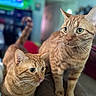 Fatty is registered to the contest to win money with this photo: cat, ginger_cat, tabby, indoor, pet, feline, animal, curious, whiskers, ears, eyes, tail, fur, couch, house, cozy, domestic, companion, two_animals, close_up