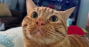Fatty joined the competition — help win amazing prizes! cat, ginger_cat, pet, indoor, close_up, whiskers, fur, face, eyes, nose, curious, feline, domestic_animal, cozy, blanket, living_room, furniture, soft_focus, cute, animal