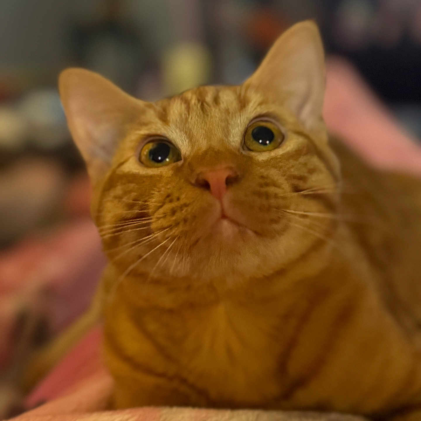 Fatty is registered to the contest to win money with this photo: cat, ginger_cat, pet, close_up, whiskers, pink_nose, fur, animal, cute, indoor, blanket, soft, resting, curious, face, eyes, mammal, domestic, feline, portrait