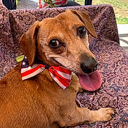 Goober Perez joined the competition — help win amazing prizes! dog, bow_tie, tongue_out, outdoor, blanket, patterned, happy, pet, brown_fur, close_up, face, animal, canine, smiling, resting, decor, cushion, grass, sunlight, portrait