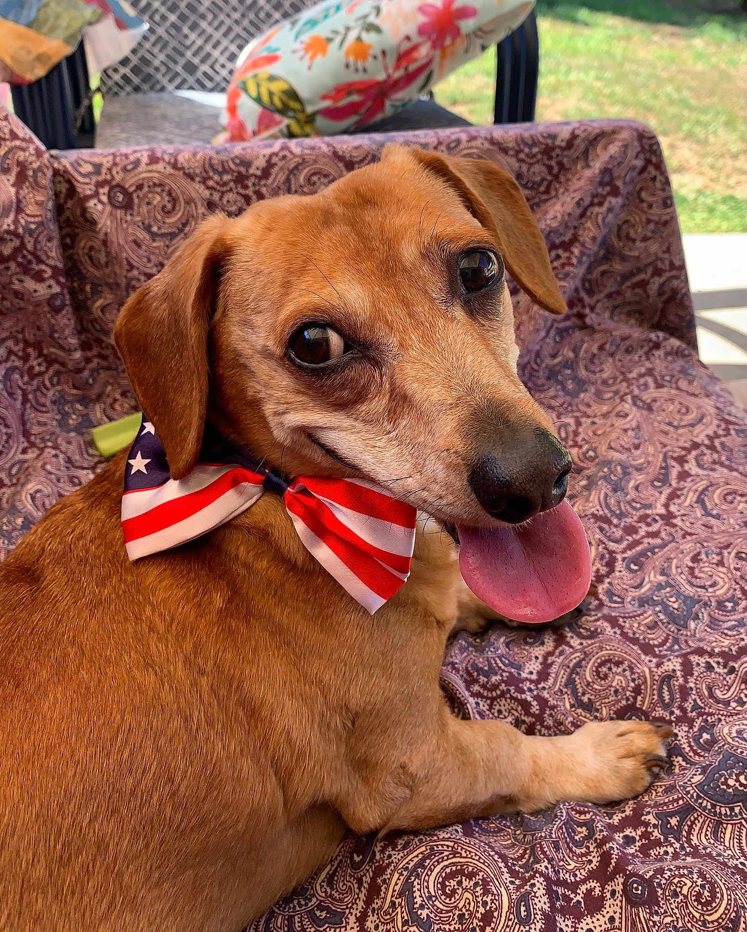 Goober Perez joined the competition — help win amazing prizes! dog, bow_tie, tongue_out, outdoor, blanket, patterned, happy, pet, brown_fur, close_up, face, animal, canine, smiling, resting, decor, cushion, grass, sunlight, portrait