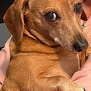 Goober is registered to the contest to win money with this photo: animal, beagle, bed, boxer, bulldog, canine, chihuahua, couch, cushion, dog, furniture, goldenretriever, homedecor, hound, labradorretriever, person, pet, puppy, sleeping, snout