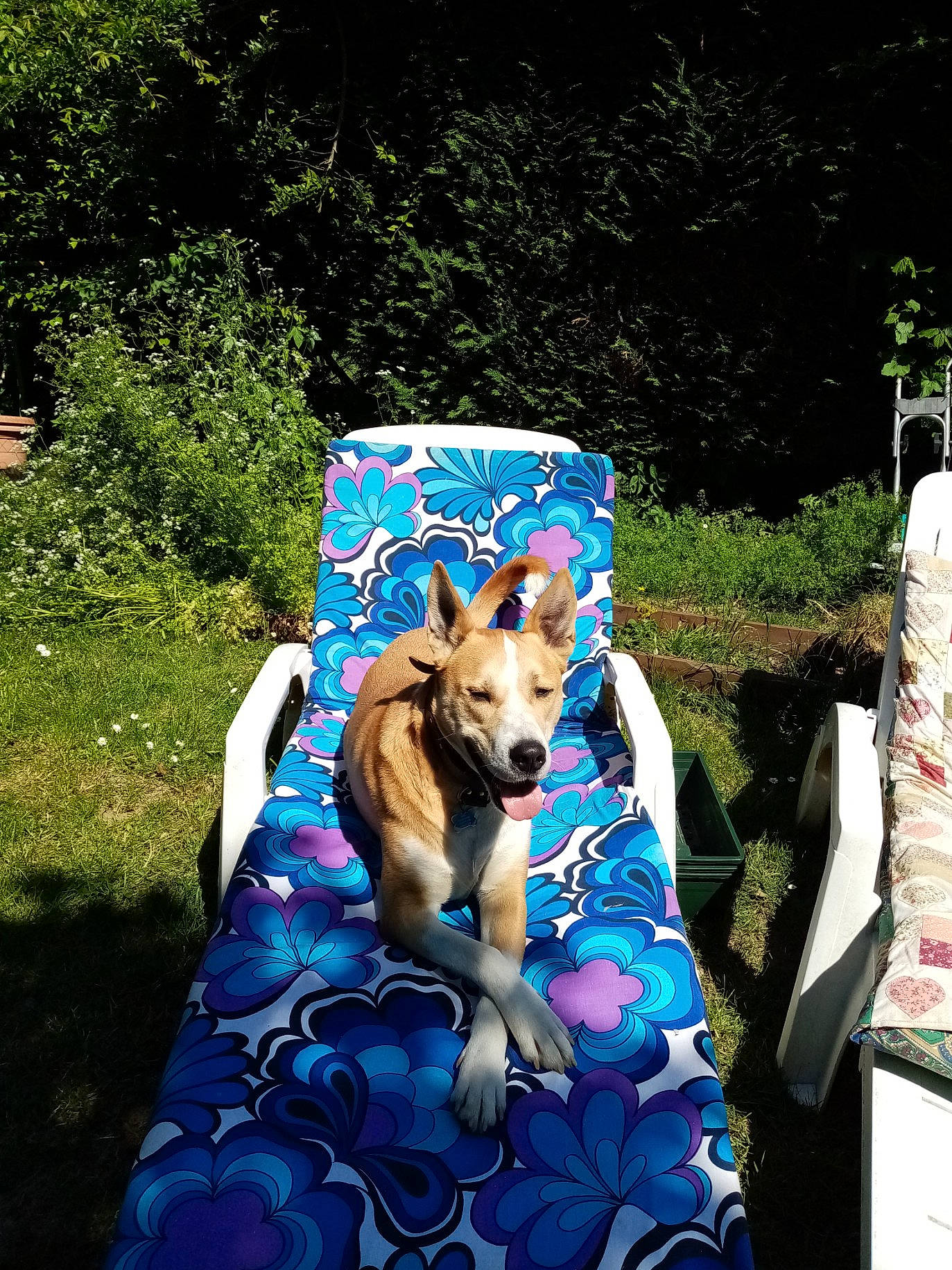 Milko a rejoint le concours — aidez-le/la à gagner de superbes lots ! art, canidae, carnivore, chair, companion_dog, dog, dog_breed, dog_supply, electric_blue, fawn, felidae, grass, leisure, linens, outdoor_furniture, plant, recreation, sporting_group, textile, tree