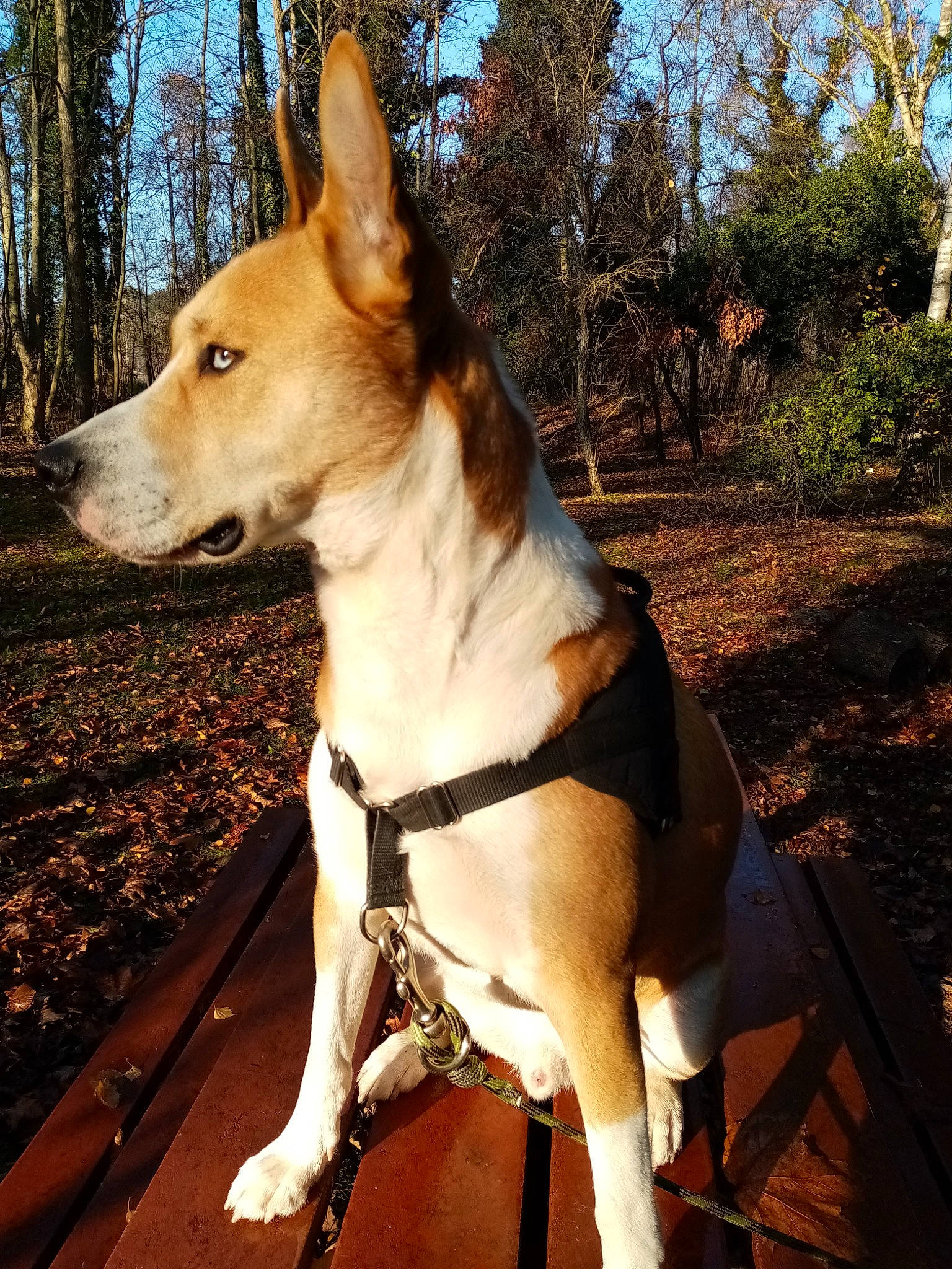 Milko a rejoint le concours — aidez-le/la à gagner de superbes lots ! ancient_dog_breeds, canidae, carnivore, collar, companion_dog, dog, dog_breed, dog_collar, fawn, hound, plant, sky, snout, sporting_group, tail, terrestrial_animal, tree, whiskers, wood, working_animal