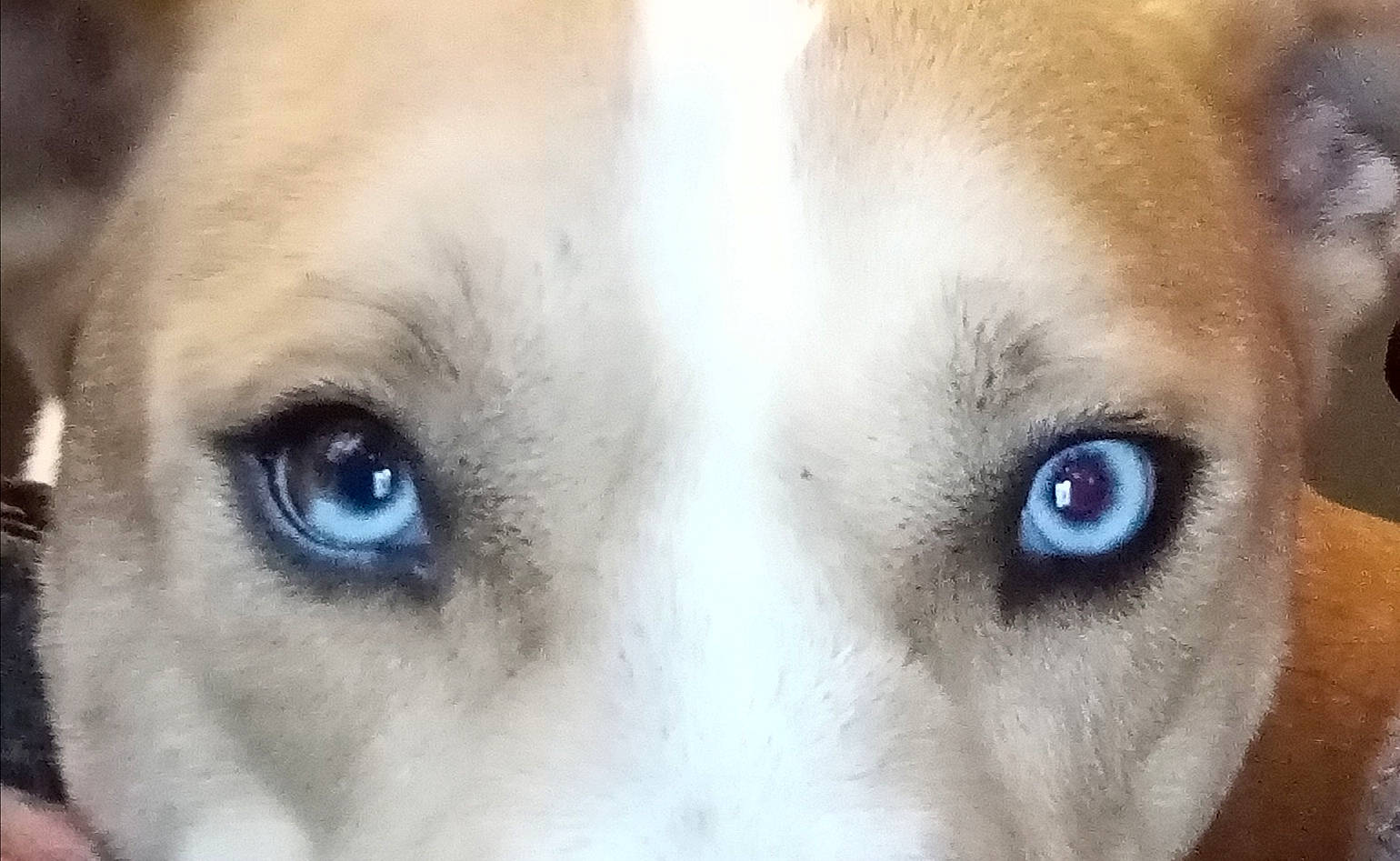 Milko participe au concours pour gagner de l'argent avec cette photo : carnivore, close_up, dog, dog_breed, ear, eyebrow, eyelash, fawn, felidae, fur, hair, head, human_body, iris, jaw, nose, snout, whiskers, wildlife, working_animal