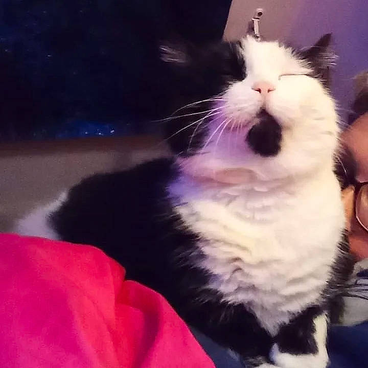 Chipie participe au concours pour gagner de l'argent avec cette photo : carnivore, cat, claw, cloud, comfort, domestic_short_haired_cat, eye, felidae, foot, fur, happy, jaw, lap, meteorological_phenomenon, paw, photo_caption, small_to_medium_sized_cats, snout, tail, whiskers