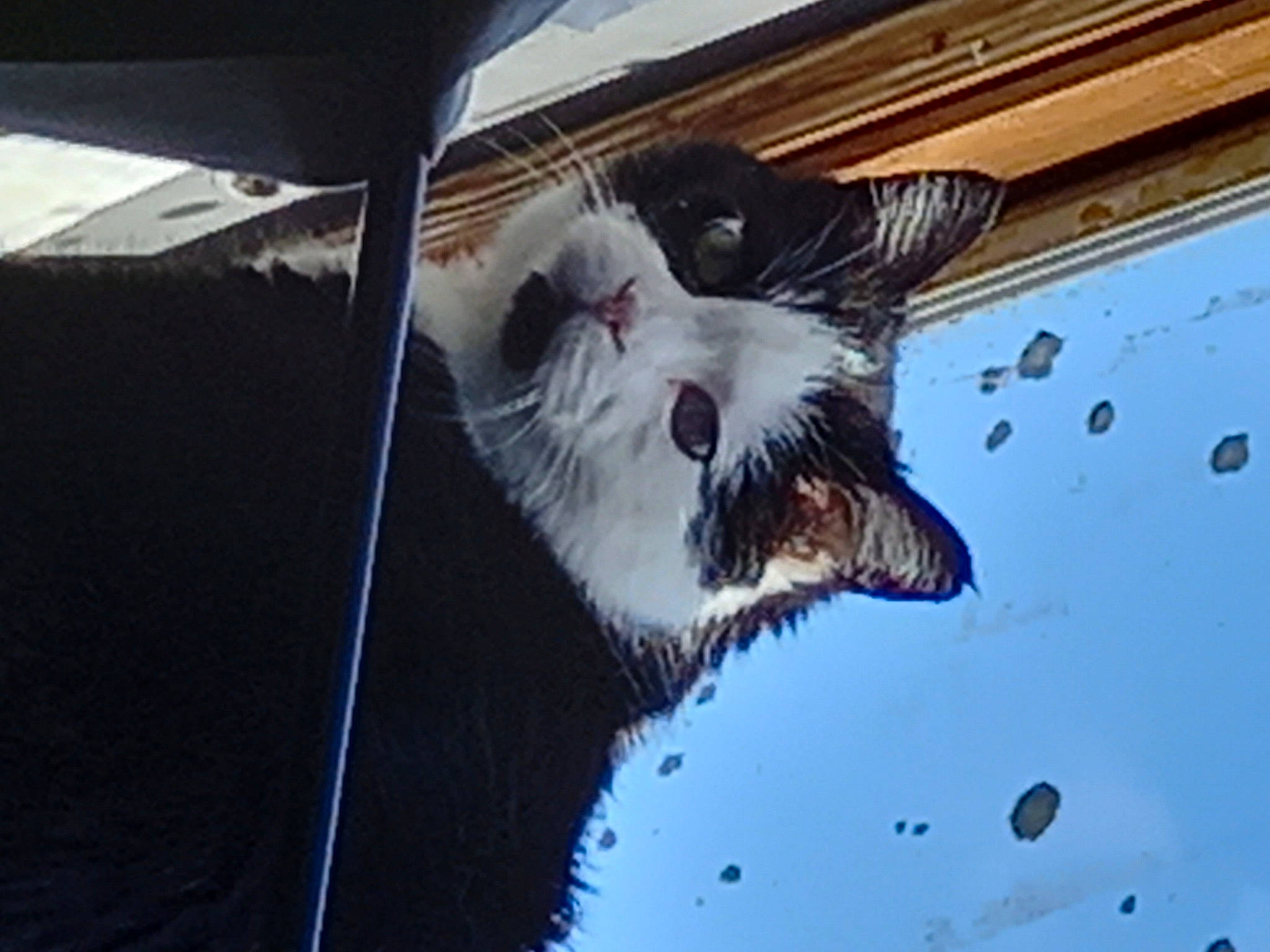 Chipie a rejoint le concours — aidez-le/la à gagner de superbes lots ! canidae, carnivore, cat, dog_breed, fang, felidae, fur, glass, hood, plant, small_to_medium_sized_cats, snout, sporting_group, tail, vehicle, vehicle_door, water, whiskers, window, wing