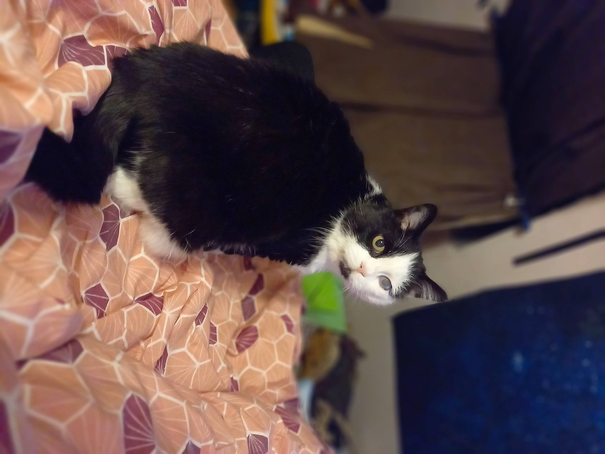 Chipie a rejoint le concours — aidez-le/la à gagner de superbes lots ! canidae, cardboard, carnivore, cat, cat_supply, comfort, domestic_short_haired_cat, felidae, flooring, fur, linens, mammal, paper_product, pattern, pet_supply, small_to_medium_sized_cats, snout, tail, whiskers, wood