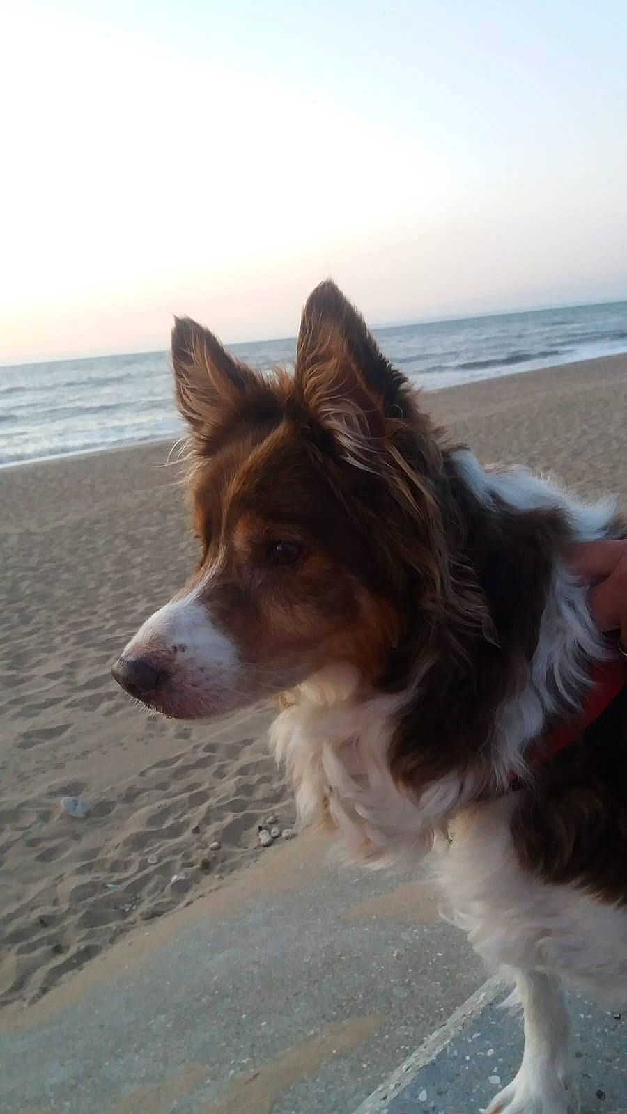 Benjy a rejoint le concours — aidez-le/la à gagner de superbes lots ! beach, canidae, carnivore, companion_dog, dog, dog_breed, fawn, fur, herding_dog, ocean, plant, rough_collie, sky, snout, sporting_group, water, whiskers, wind, working_animal, working_dog