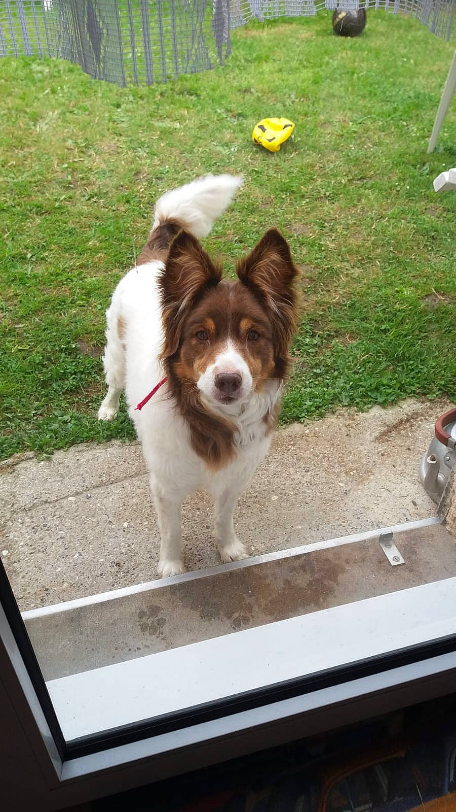 Benjy a rejoint le concours — aidez-le/la à gagner de superbes lots ! canidae, carnivore, companion_dog, dog, dog_breed, door, fawn, grass, herding_dog, liver, plant, road_surface, sidewalk, snout, sporting_group, tail, window, windshield, working_animal, working_dog