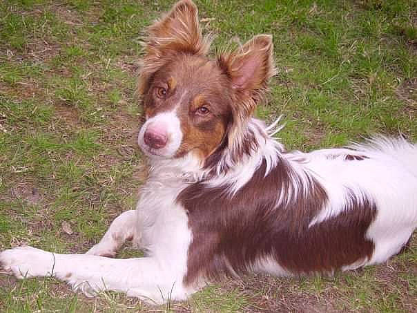 Benjy a rejoint le concours — aidez-le/la à gagner de superbes lots ! border_collie, carnivore, companion_dog, dog, dog_breed, fawn, fur, grass, herding_dog, liver, plant, snout, sporting_group, terrestrial_animal, whiskers, working_animal, working_dog