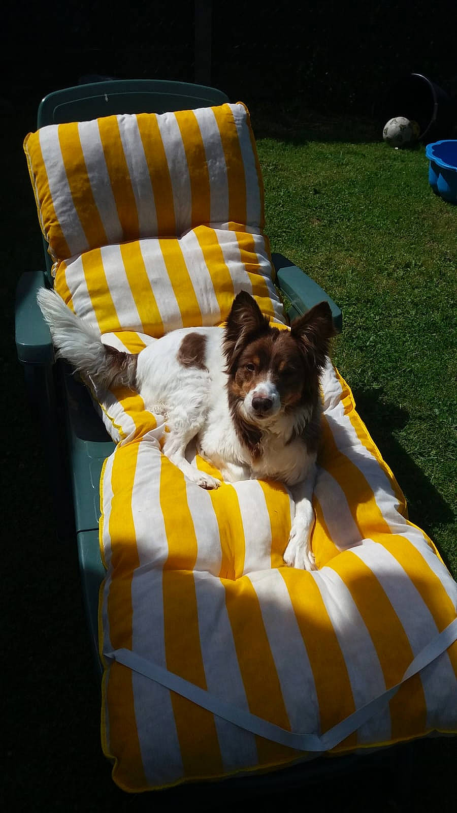 Benjy participe au concours pour gagner de l'argent avec cette photo : ball, carnivore, chair, comfort, companion_dog, couch, dog, dog_breed, dog_supply, fawn, furniture, grass, leisure, linens, outdoor_furniture, pillow, sporting_group, toy_dog, vertebrate, working_animal