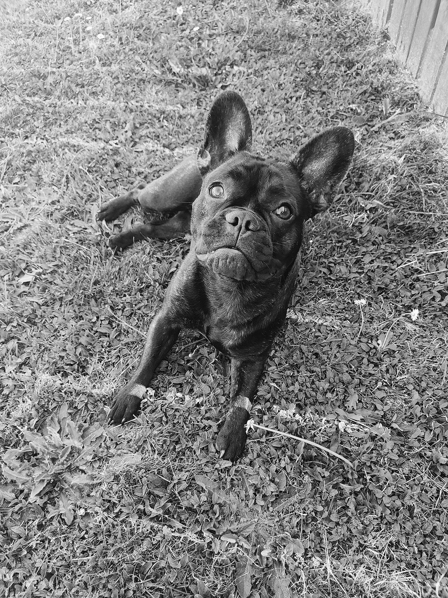 Mya a rejoint le concours — aidez-le/la à gagner de superbes lots ! art, black_and_white, dog_breed, fawn, foot, gesture, grass, happy, human_leg, monochrome, monochrome_photography, paw, people_in_nature, snout, soil, sporting_group, terrestrial_animal, whiskers, wildlife, working_animal