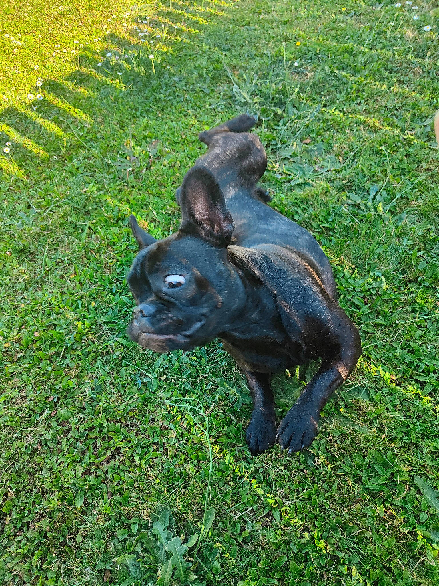 Mya a rejoint le concours — aidez-le/la à gagner de superbes lots ! art, bulldog, canidae, carnivore, companion_dog, dog, dog_breed, fawn, garden, grass, grassland, groundcover, non_sporting_group, plant, sculpture, shrub, tail, terrestrial_animal, toy_dog, working_animal