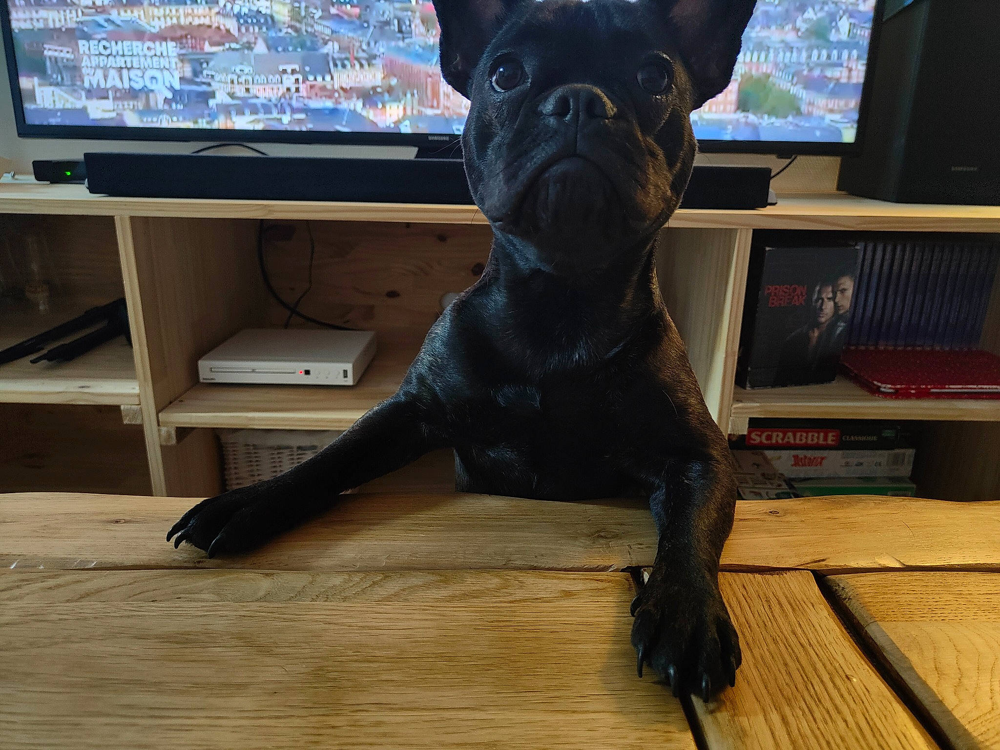 Mya a rejoint le concours — aidez-le/la à gagner de superbes lots ! bulldog, carnivore, companion_dog, computer_monitor, dog, dog_breed, fawn, flooring, hardwood, laminate_flooring, liver, output_device, peripheral, plank, sculpture, snout, toy_dog, wood, wood_flooring, working_animal