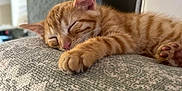 Tigrou a rejoint le concours — aidez-le/la à gagner de superbes lots ! animal, cat, closeup, cozy, cushion, cute, domestic_cat, feline, furry, indoor, kitten, orange_tabby, patterned_fabric, paw, pet, relaxation, resting, sleeping, soft_lighting, warm