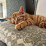 animal, cat, closeup, cozy, cushion, cute, domestic_cat, feline, furry, indoor, kitten, orange_tabby, patterned_fabric, paw, pet, relaxation, resting, sleeping, soft_lighting, warm