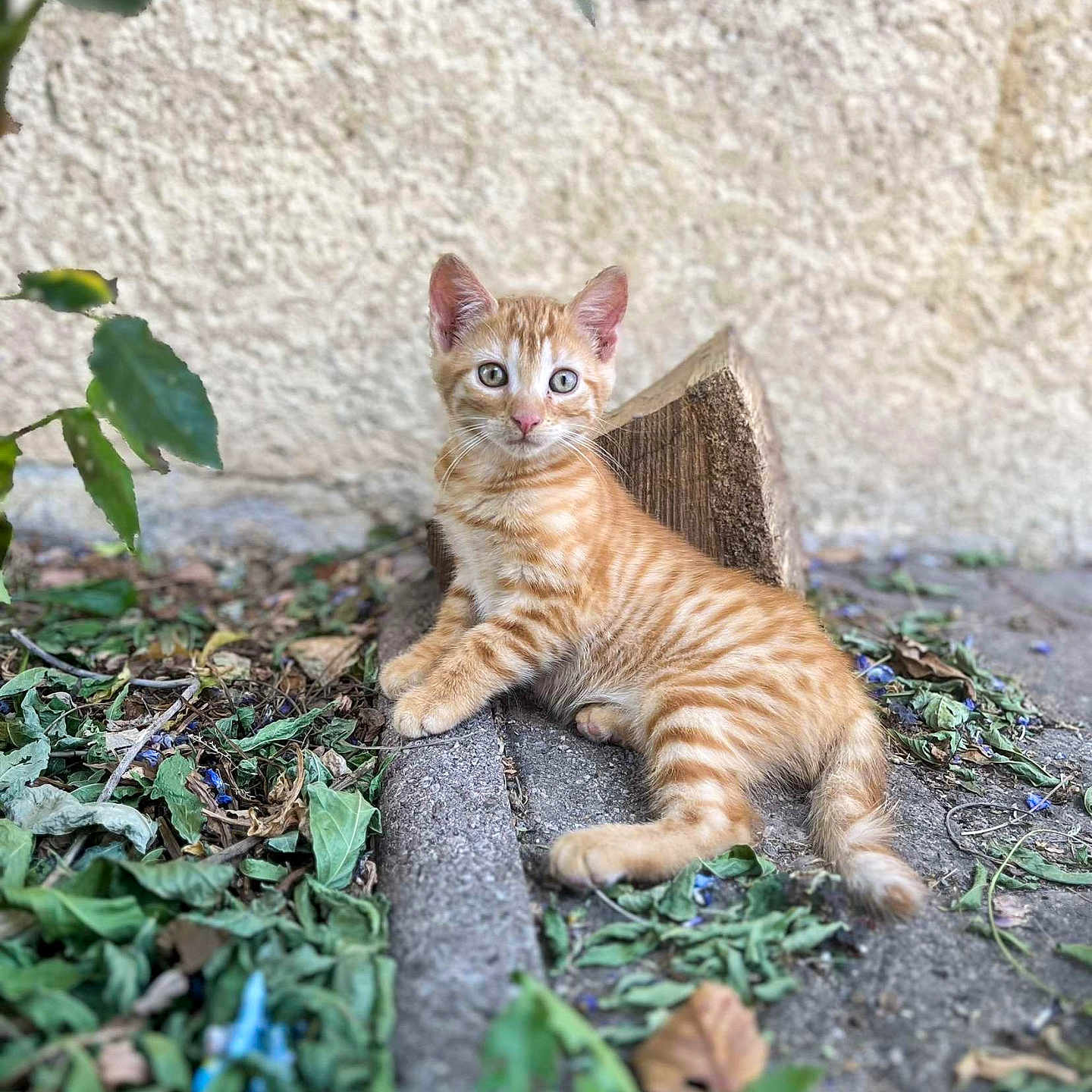 Tigrou participe au concours pour gagner de l'argent avec cette photo : alert, animal, cat, concrete, curious, ears, feline, ground, kitten, leaves, log, nature, orange_tabby, outdoor, pet, relaxed, tail, texture, whiskers, young