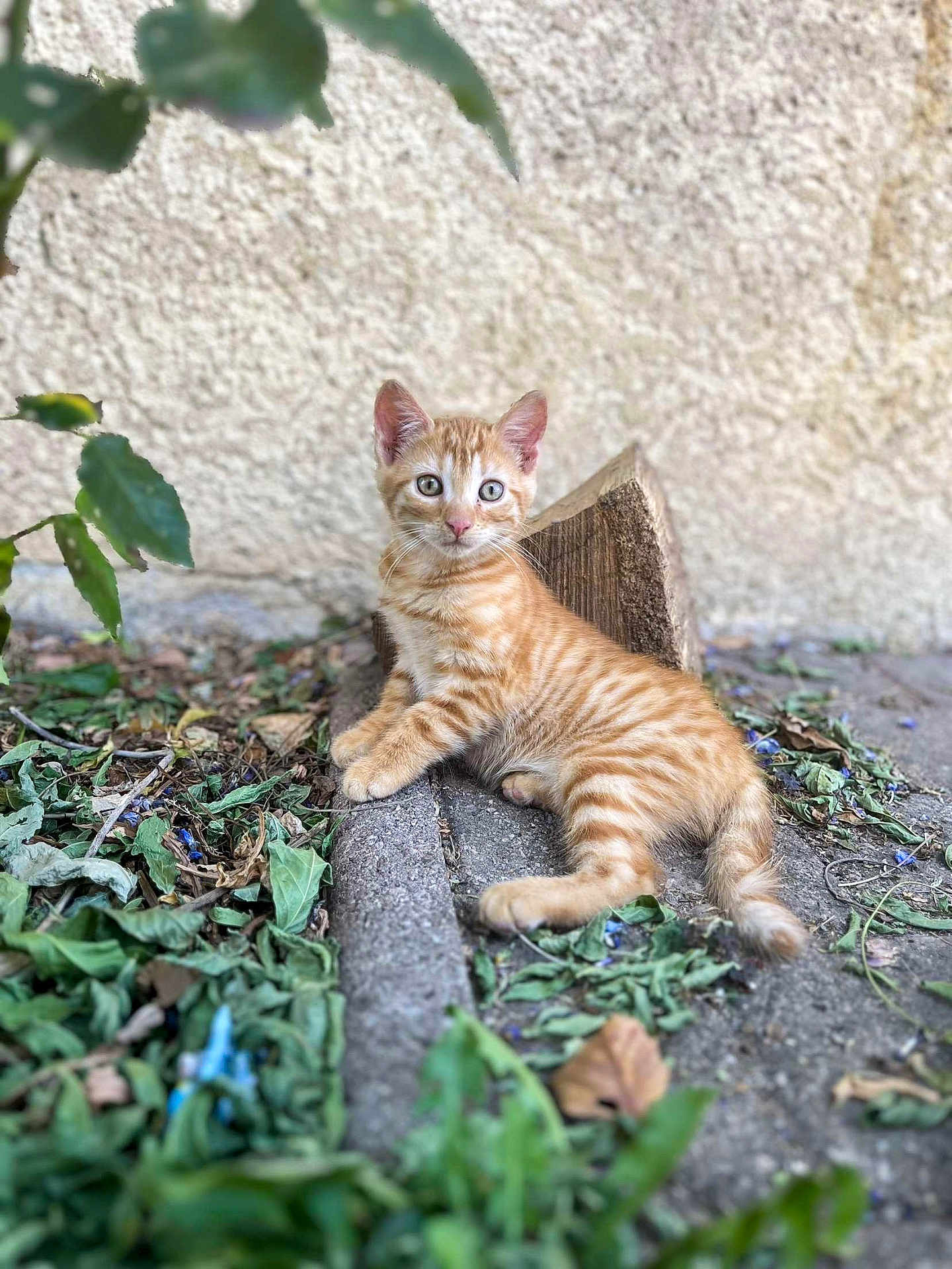 Tigrou