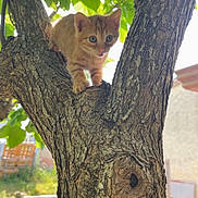 Tigrou participe au concours pour gagner de l'argent avec cette photo : animal, backyard, bark, branch, cat, curious, eyes, fur, green_leaves, kitten, nature, orange_tabby, outdoor, pet, playful, small, sunlight, tree, wood, young