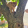 animal, backyard, bark, branch, cat, curious, eyes, fur, green_leaves, kitten, nature, orange_tabby, outdoor, pet, playful, small, sunlight, tree, wood, young