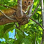 adorable, animal, branch, cat, climbing, curious, daylight, eyes, feline, greenery, kitten, leaves, nature, orange_tabby, outdoor, pet, sunlight, tree, wildlife, young