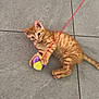 animal, ball, cat, claw, cute, domestic, feline, floor, fur, indoor, kitten, orange_tabby, paw, pet, playful, small, string, tile, toy, young