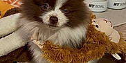 Kai Bear joined the competition — help win amazing prizes! animal, bed, bedroom, blanket, canine, cat, clothing, cockerspaniel, dog, eskimodog, fur, furniture, homedecor, indoors, kitten, papillon, pet, puppy, quilt, room