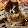 animal, bed, bedroom, blanket, canine, cat, clothing, cockerspaniel, dog, eskimodog, fur, furniture, homedecor, indoors, kitten, papillon, pet, puppy, quilt, room