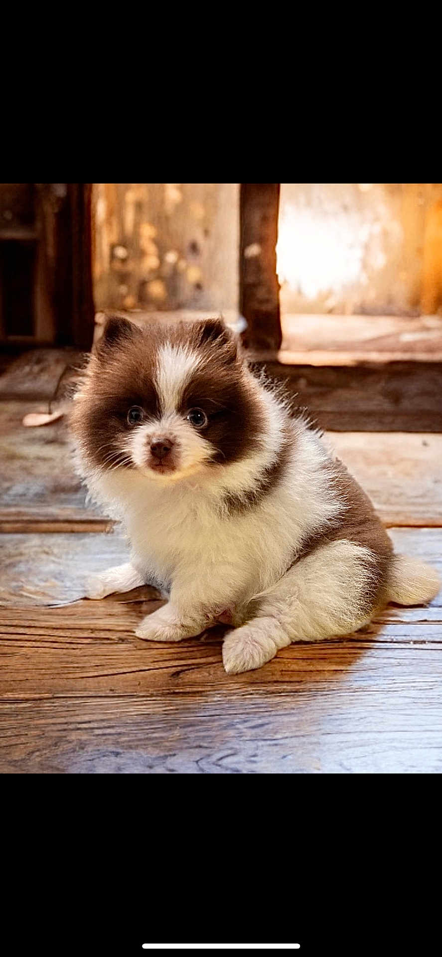 Kai Bear
