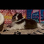 Kai Bear is registered to the contest to win money with this photo: animal, canine, cat, chihuahua, cockerspaniel, collie, cream, dessert, dog, eskimodog, food, hound, icing, kitten, manx, papillon, pet, pointer, puppy, rabbit