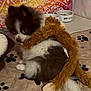 Kai Bear is registered to the contest to win money with this photo: animal, blanket, canine, cat, cockerspaniel, couch, dog, eskimodog, furniture, hardwood, hound, kitten, manx, papillon, pet, poodle, puppy, terrier, toy, wood